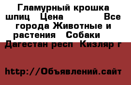 Гламурный крошка шпиц › Цена ­ 30 000 - Все города Животные и растения » Собаки   . Дагестан респ.,Кизляр г.